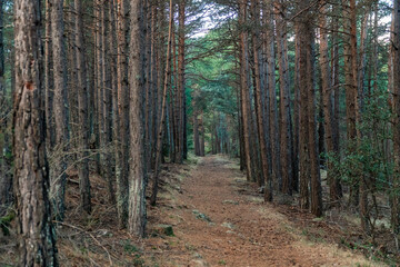 Fototapeta premium Path through a pine forest