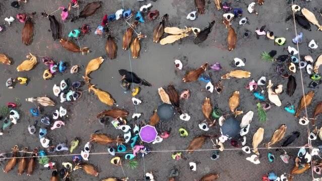 A bustling cattle market in Bangladesh from a breathtaking aerial perspective, where thousands of cows are bought and sold for sacrificial purposes, reflecting the cultural and economic significance.