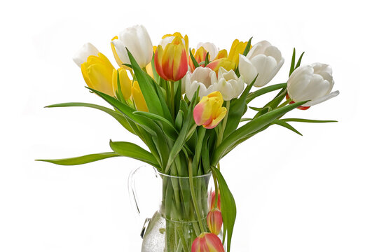 spring colorful fresh tulips on white background