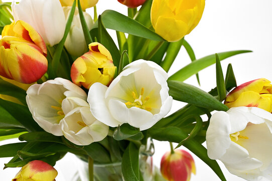 spring colorful fresh tulips on white background
