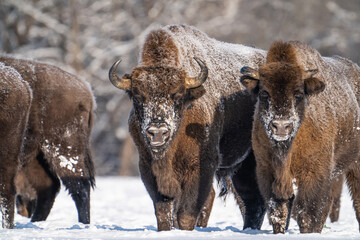 Bisons in snow