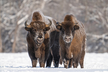 Bison in snow - 733387304