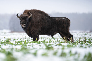 Bison in snow - 733387343