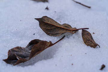 Fallen brown leaves lie on the snow. The texture of a dried leaf is visible. Background.