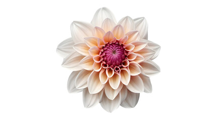 Dahlia Flower png Dahlia png colorful flower png Perfect Cream and Pink Dahlia png pink dahlia png Dahlia Flower Transparent background White dahlia with pink tips macro isolated. Generative AI - obrazy, fototapety, plakaty
