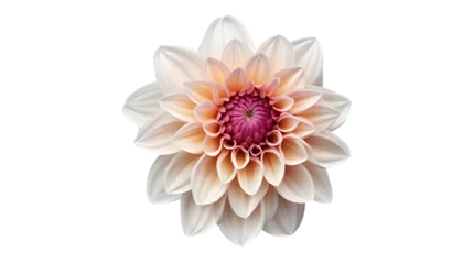 Foto op Aluminium Dahlia Flower png Dahlia png colorful flower png Perfect Cream and Pink Dahlia png pink dahlia png Dahlia Flower Transparent background White dahlia with pink tips macro isolated. Generative AI © Stock PNG & Vector
