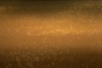 Golden wheat field and sunset

