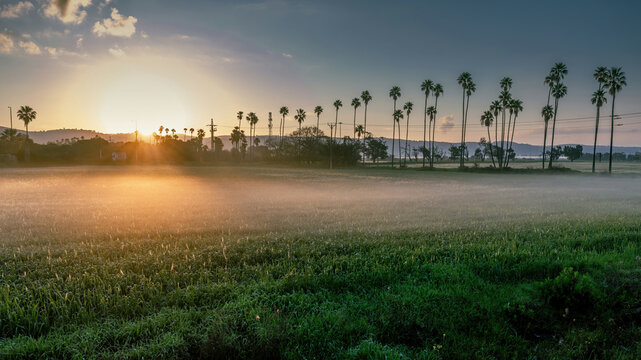  Agricultural wheat  plantations and palms trees near the town of Atlit Israel  at sunrise with mist  beautiful sky 
. (Northern Israel)