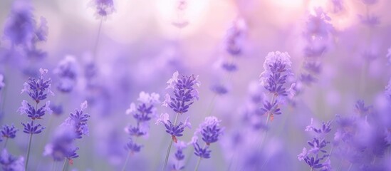 Obraz premium Soft Focus Unveils a Beautiful World of Lavender Flowers in a Serene and Display