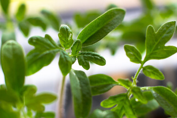 Tomato seedling close-up. Young green tomato sprouts