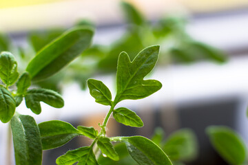 Young tomato seedlings, ecological home cultivation of tomato