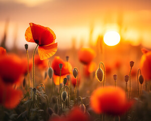Nature background with red poppy flower on the field in the sunset