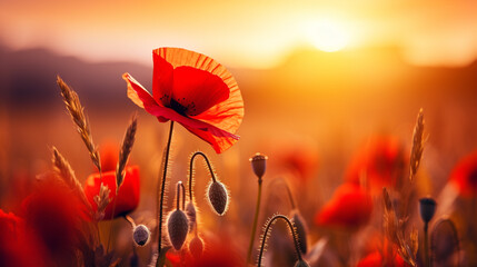 Nature background with red poppy flower on the field in the sunset - obrazy, fototapety, plakaty