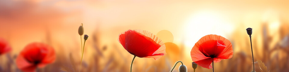 Nature background with red poppy flower on the field in the sunset - obrazy, fototapety, plakaty