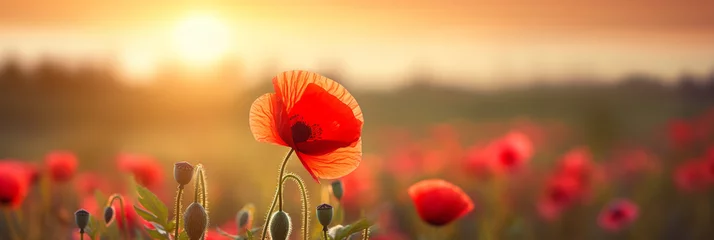 Zelfklevend Fotobehang Nature background with red poppy flower on the field in the sunset © Ovidiu