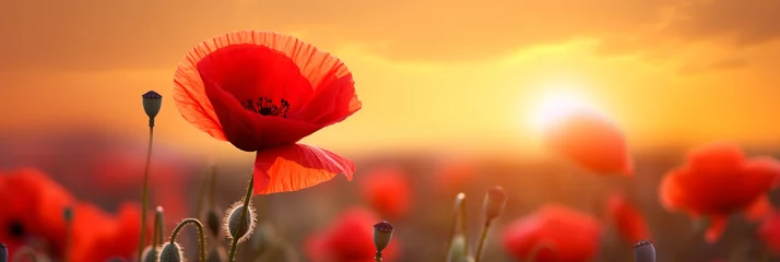 Raamstickers Nature background with red poppy flower on the field in the sunset © Ovidiu