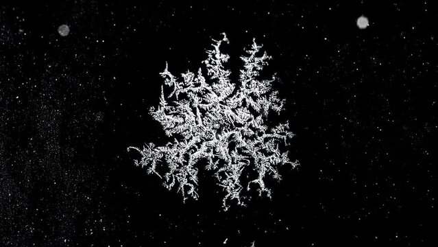 Timelapse of Frostwork decorative ice crystals growing on a black winter window