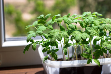 Young tomato seedlings, in a plastic cup, ecological home cultivation of tomato