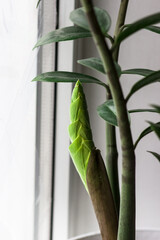 New leaf at the home flower. Zamioculcas zamifolia- dollar tree. Suitable for decorating your home and office.