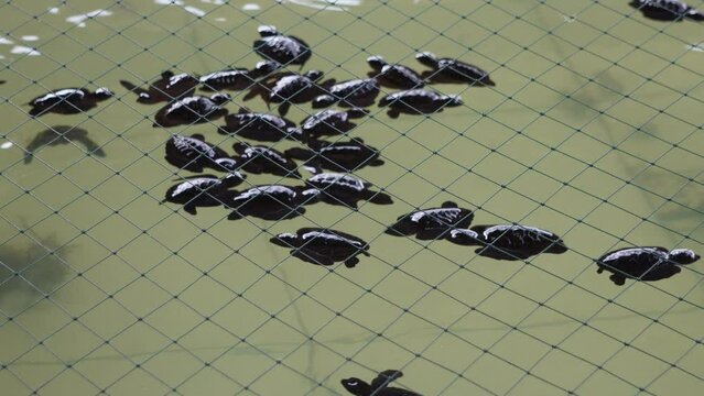 Group of tukik or baby sea turtles swimming in a conservation breeding pond located on Sanur Beach, Bali, Indonesia. Concept for endangered animals, world animal day.