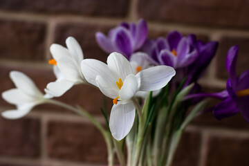 White and purple crocuses. Spring flowers in the interior