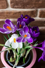 Purple crocuses in a pot. View on the top