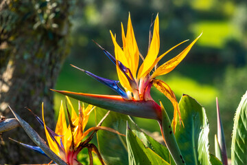 Strelitzia reginae (Strelitzia parvifolia, also called  bird of paradise, or crane lily. Originally...