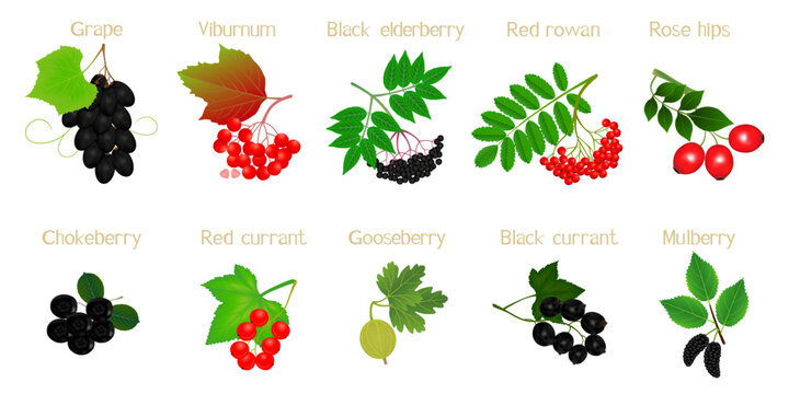 A set of berries on branches with names on a white background.