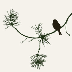 Vector illustration of silhouettes one sparrow bird on pine branch