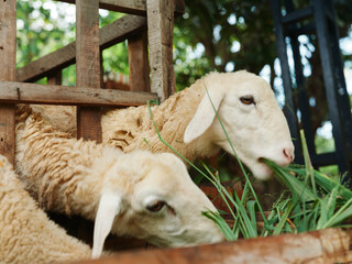 Fototapeta premium A couple of sheep eating grass from a wooden crate in a field with trees in the background