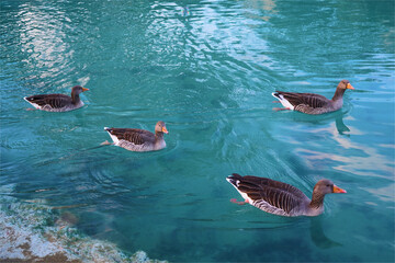 duck in water Barcelona, Antonio Gaudi, Spain, Catalonia