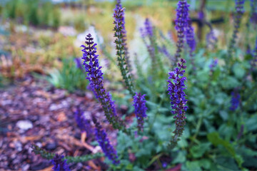 lavender flowers in the garden