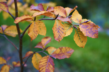 autumn leaves on a tree bush green grass
