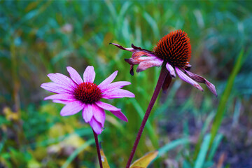 echinacea flower green grass