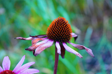 echinacea flower green grass