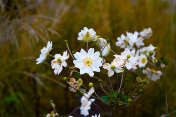 white flowers in the forest dry grass