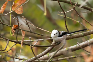 Common red beetle, Aegithalos caudatus caudatus © Robert