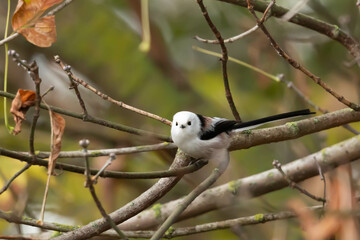 Common red beetle, Aegithalos caudatus caudatus © Robert