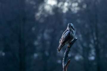 common buzzard, common buzzard, Buteo buteo buteo