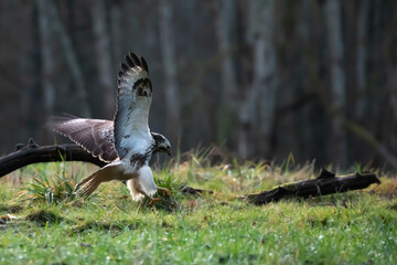 common buzzard, common buzzard, Buteo buteo buteo