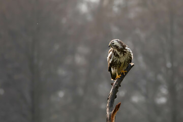 common buzzard, common buzzard, Buteo buteo buteo © Robert