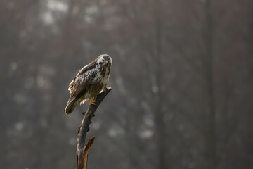 common buzzard, common buzzard, Buteo buteo buteo