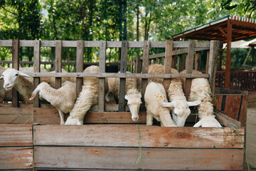 A group of sheep in a pen eating from a feed trough in a fenced in area
