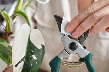 Closeup woman disinfecting garden shears blades prior to cutting plant © Julia