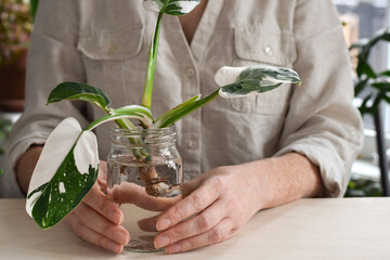 Woman holding a jar with philodendron white wizard plant cutting being propagated