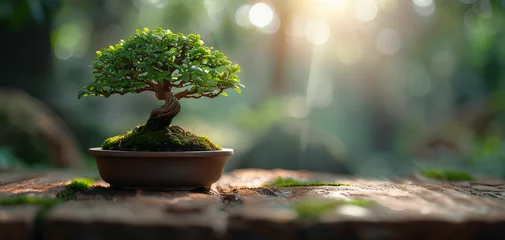 Fotobehang traditional bonsai tree on a wooden oak table © Hamsyfr