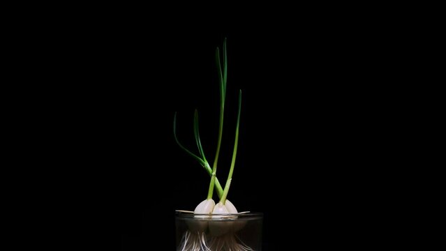Time Lapse of growing green sprout from garlic isolated on black background.