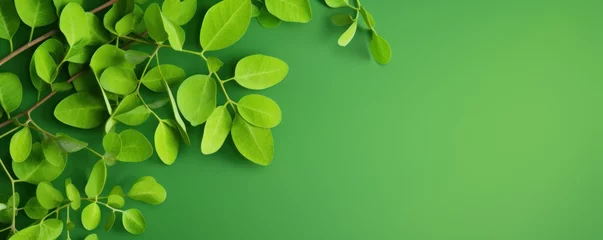 Tuinposter moringa leaves on green background © pector
