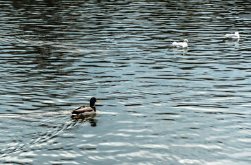 Duck and gulls on the lake.