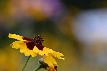 Fleur colorée avec un joli bokeh dans une prairie fleurie. Espace disponible pour texte. Comme arrière plan ou illustration principale. 